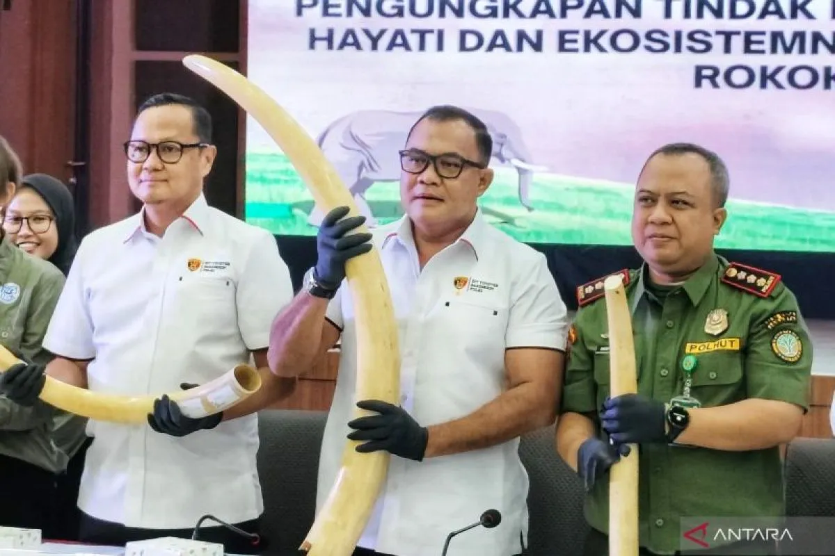 Bareskrim Polri Bongkar Sindikat Perdagangan Gading Gajah Senilai Rp2,3 Miliar